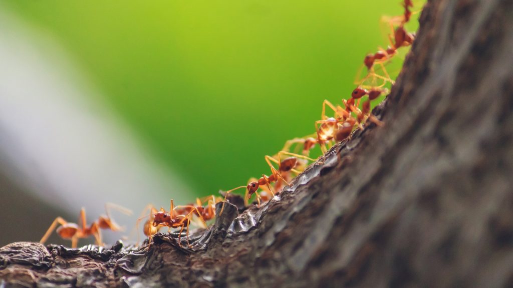 النمل كيف يمكن اكتشافه