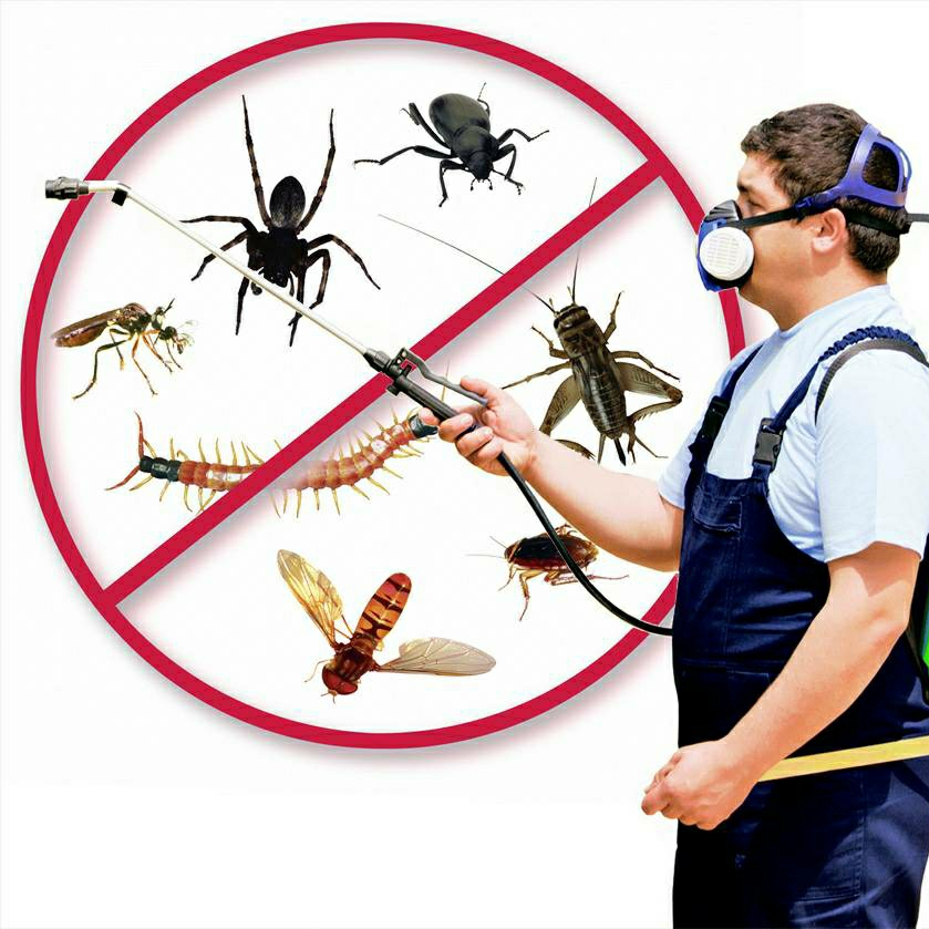 7مبيدات حشرية تقضي على الحشرات