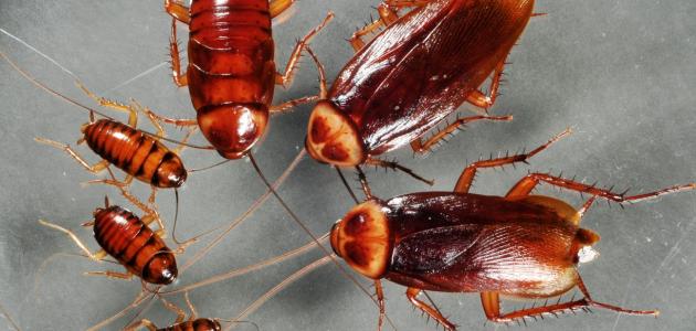 علاج الصراصير والنمل