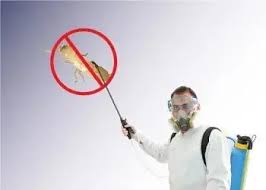 شركة مكافحة النمل موثوقة