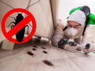 مكافحة صراصير السالمية