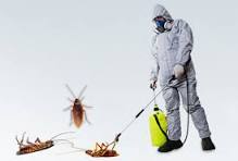 مكافحة صراصير السالمية