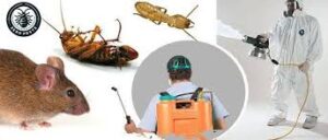 مكافحة صراصير السالمية