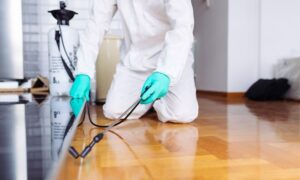 رش حشرات الشهداء