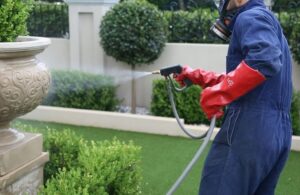 شركة رش النمل