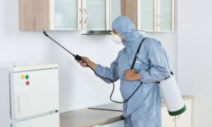 مكافحة حشرات فلل